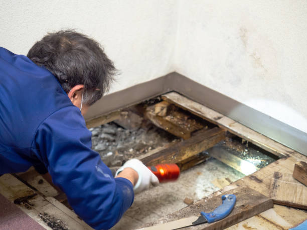Best Black Mold Removal  in Portland, IN