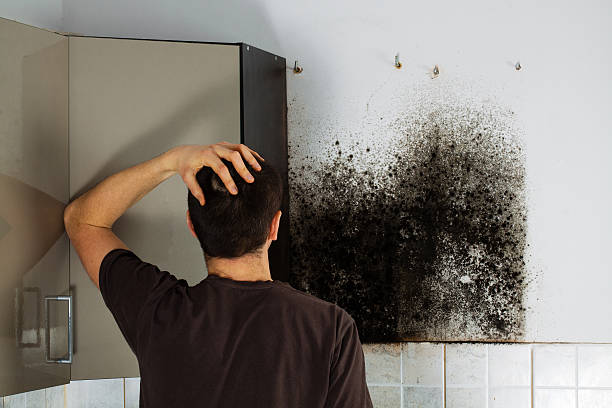 Best Office Mold Removal Services  in Portland, IN